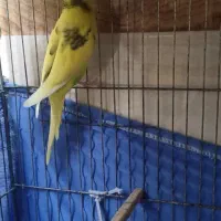 مرغ عشق بسیار زیبا و درشت