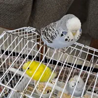 نروماده|پرنده|شهر ری, دولت‌آباد|دیوار