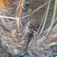 بچه نخل برحی|گل و گیاه طبیعی|بندر ماهشهر, |دیوار
