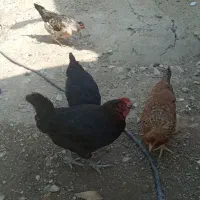 بز و کهره ومرغ محلی