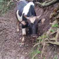 کل محلی|حیوانات مزرعه|کلاچای, |دیوار