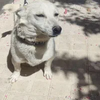 سگ خانگی پاکوتا