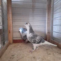 ساده|پرنده|تربت جام, معدآباد|دیوار