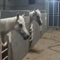 تعدادی است از همه نژاد برا فروش موجود است