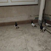 یهودی