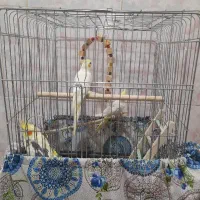 عروس هلندی|پرنده|سروآباد, |دیوار