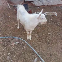 بزغاله نر سانن|حیوانات مزرعه|میمه, |دیوار