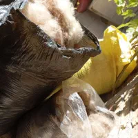 کالا و سرویس خواب ، حلاجی پشم|تشک تختخواب|ارومیه, |دیوار