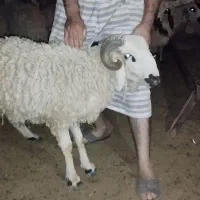 بره شیشک