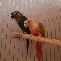 طوطی گرینچیک