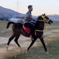اسب