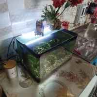 آکواریوم شیشه خم شرکتی