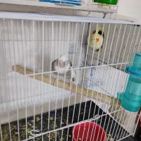 سلام یک دوچرخه سوار|پرنده|قائن, |دیوار