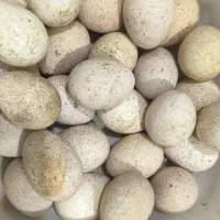 تعدادی تخم بوقلمون ومرغ گلین