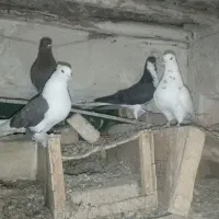 کفتر بهبهانی و شهری زرنگ