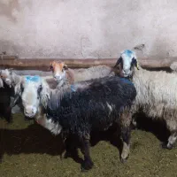 گوسفند فروشی|حیوانات مزرعه|دورود, |دیوار