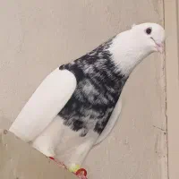 دو جفت طوقی هفت رنگ، نژاد اصیل و چشمگیر