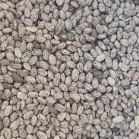 لوبیا چیتی ارتشی