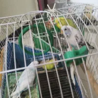 جفت های مرغ عشق مولد