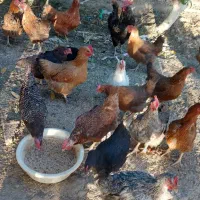 مرغ و خروس