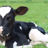 نیازمند یک کارگر ماهر در دامداری گاو شیری