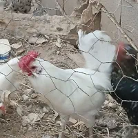 خروس چهل تاج ریشی|حیوانات مزرعه|لردگان, |دیوار