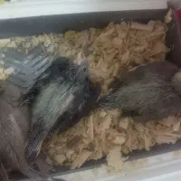 جوجه عروس هلندی