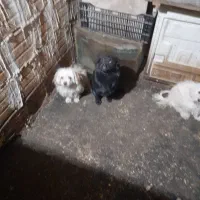 سگ شیتزو ترییر|سگ|قرچک, پویینک|دیوار