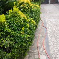 طراحی فضای سبز/ اجرا/نگهداری/کل گیلان