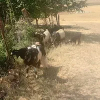 بز با بی (بزغاله)