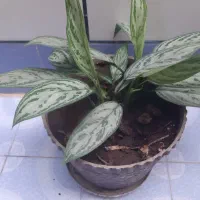 تعدادی گل طبیعی|گل و گیاه طبیعی|یاسوج, |دیوار