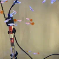 ماهی گوپی ۳ ماهه به بالا|ماهی|تهران, تهرانپارس غربی|دیوار