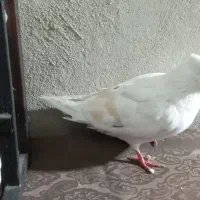 ماده تپرزردپرشتی