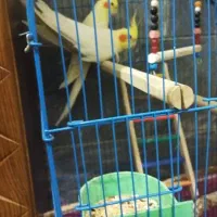 عروس هلندی مولد