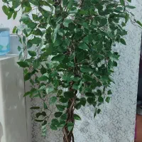 درختچه بنجامین|گل و گیاه طبیعی|اهواز, گلستان|دیوار