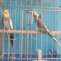 نرو ماده سالمه سالم