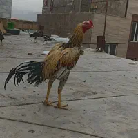 خروس لاری