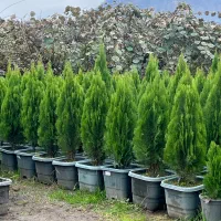 کامیس،یاس هلندی