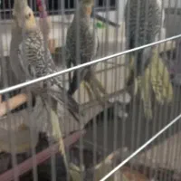 عروس هلندی|پرنده|تهران, تختی|دیوار