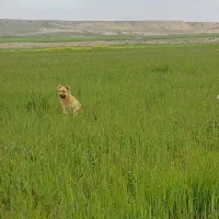 سگ گمشده|حیوانات|اردبیل, |دیوار