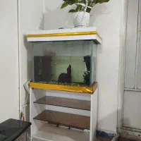 اکواریم|لوازم جانبی حیوانات|اهواز, مستغلات|دیوار