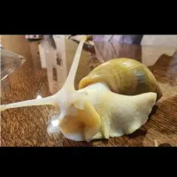 حلزون آلبینو نصف قیمت