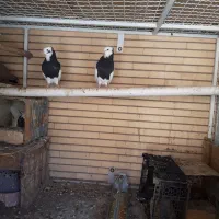 جفت طوقی امری پلنگ بپر خوشکل بدون عیب