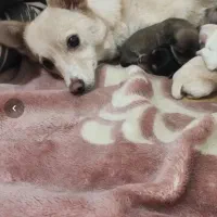 سگ گمشده اشپیتز