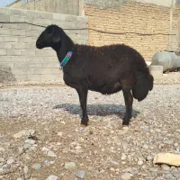 قزل افشار ابستن|حیوانات مزرعه|بروجرد, |دیوار