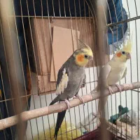 یک جفت عروس هلندی مولد