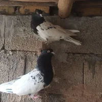 کله و طوقی|پرنده|شیراز, احمدی جنوبی|دیوار