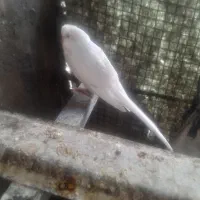 مرغ عشق رینبو
