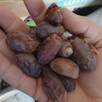 خرما استعمران در شادگان