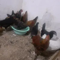 خروس